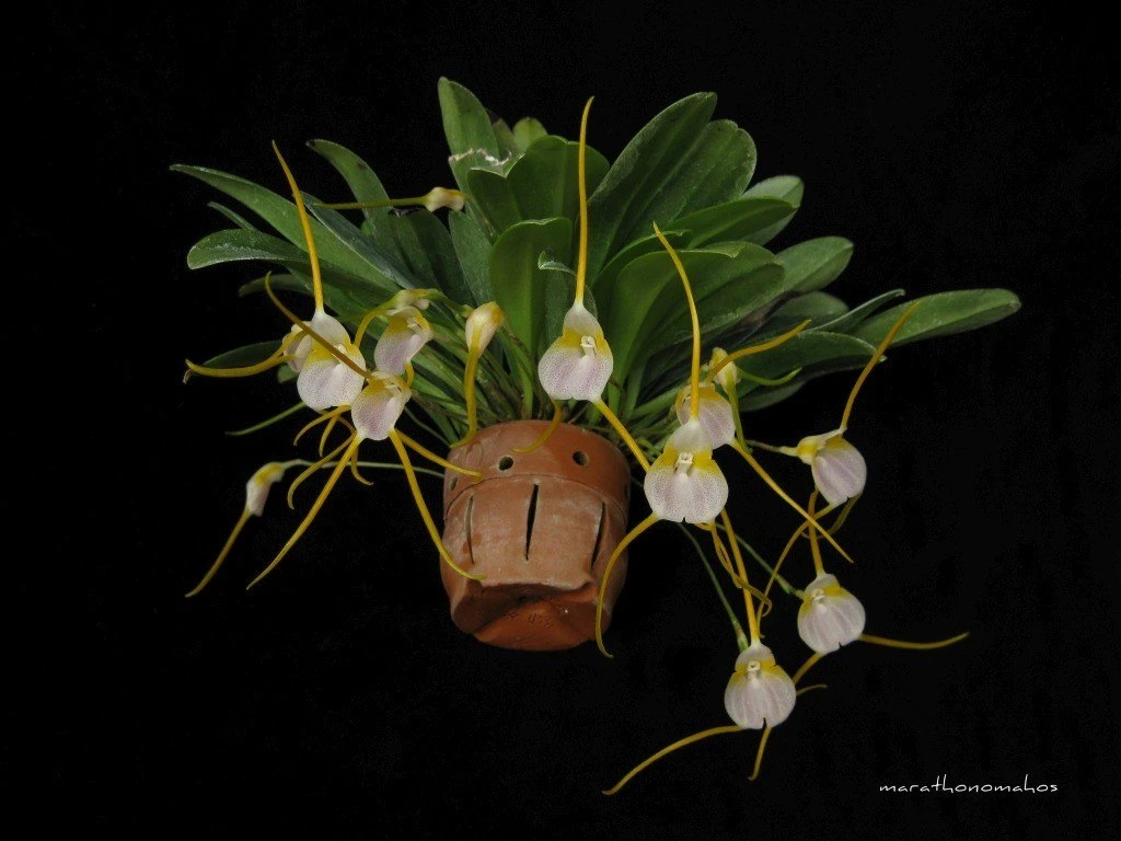 syllektes-orxideas-ape6.jpg