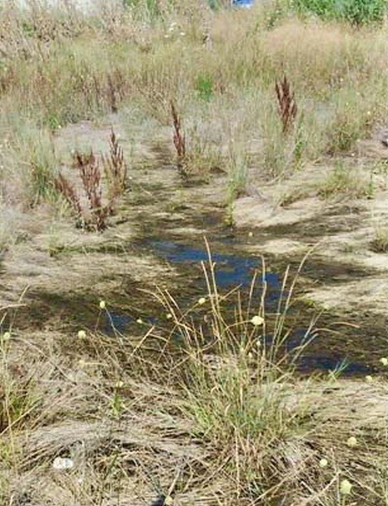 ripansi3.jpg ripansi3.jpg