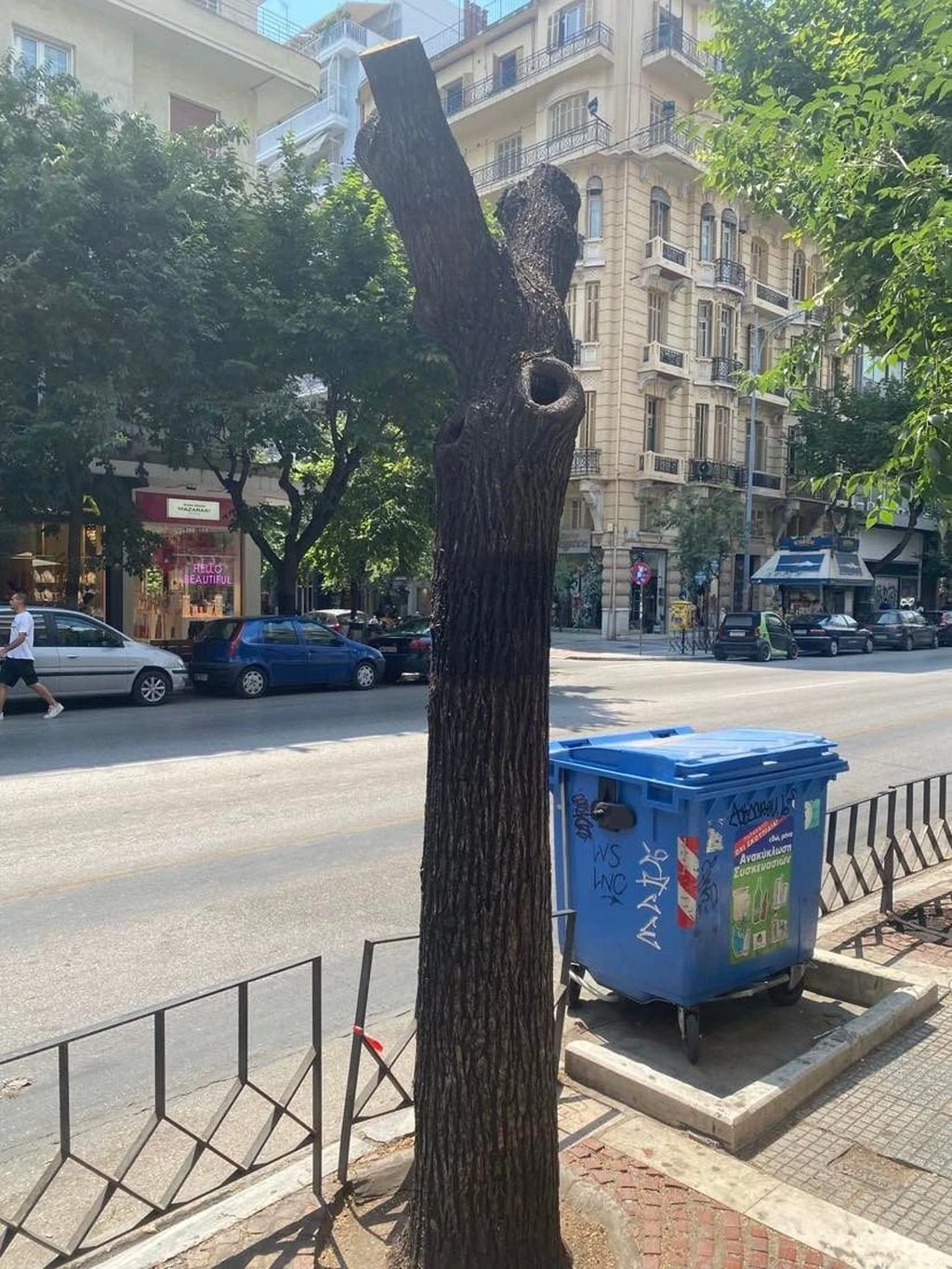 Κλαδεμένο δέντρο στην Τσιμισκή