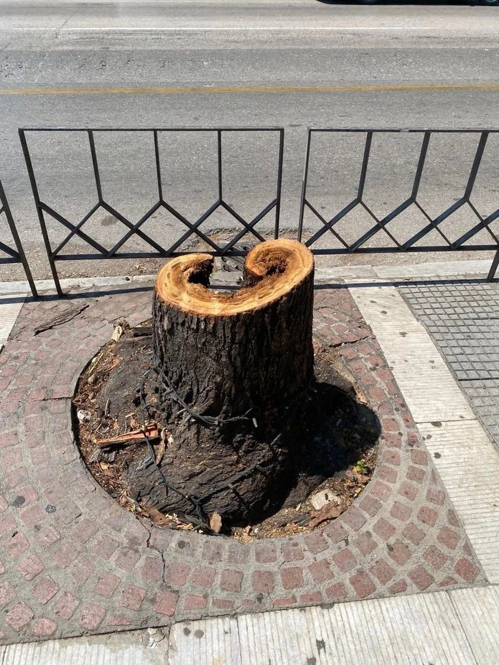 Κομμένο δέντρο στην Τσιμισκή