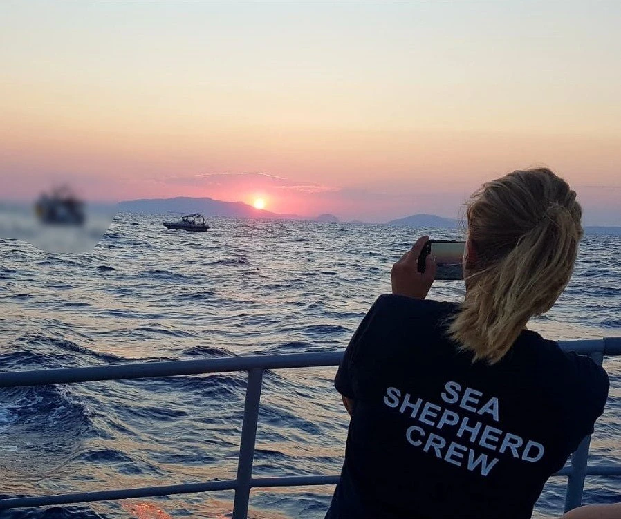 sea-shepard.jpg