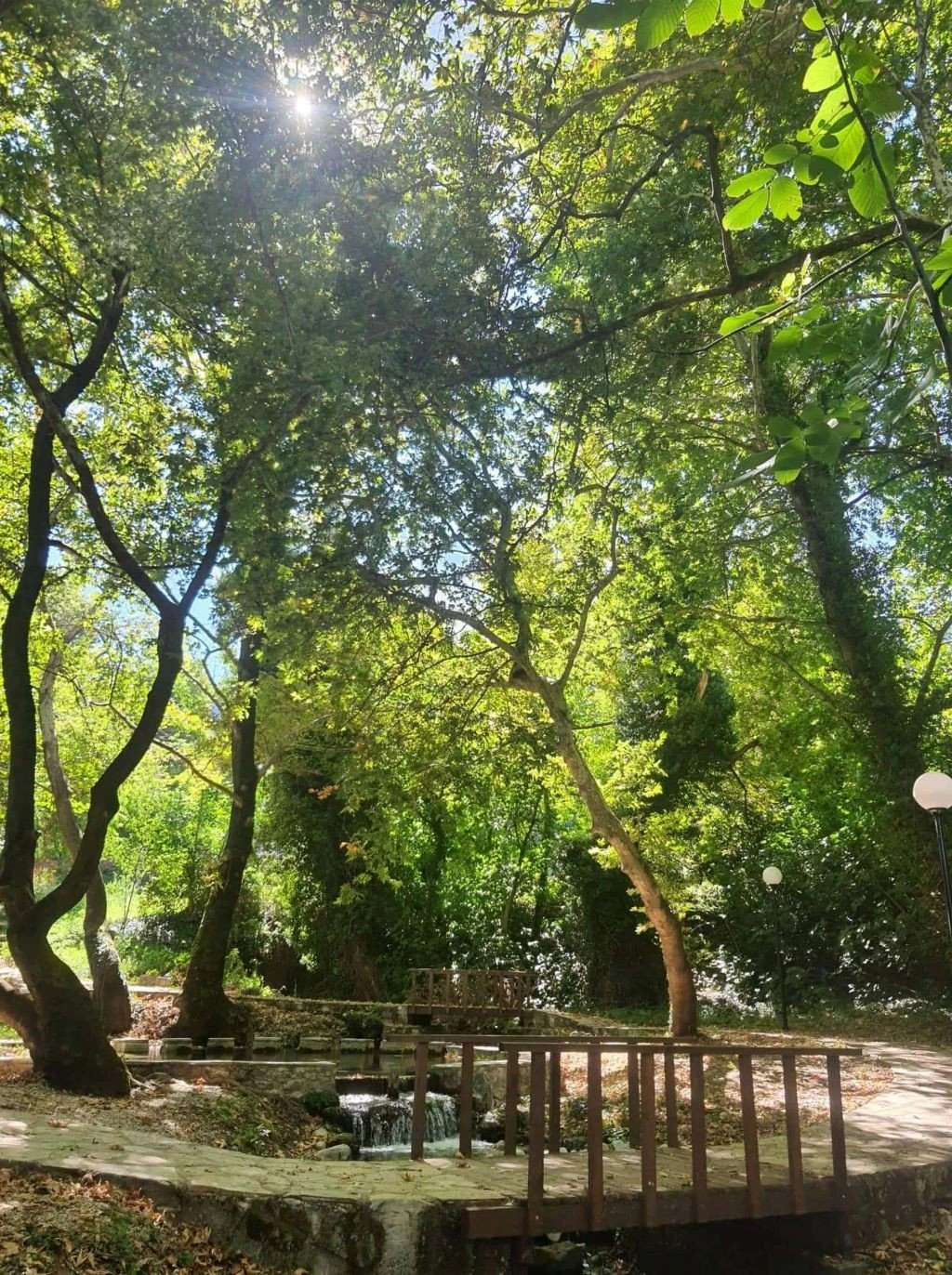 platania2.jpg platania2.jpg