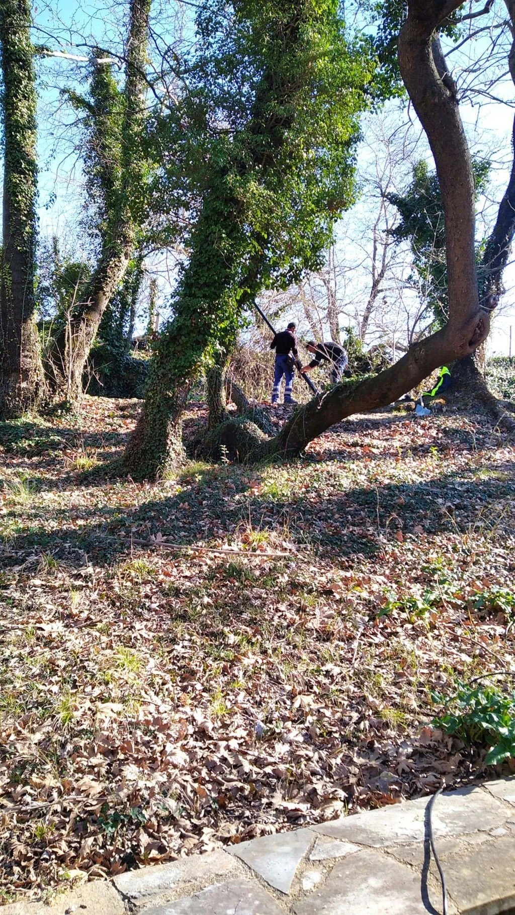 platania4.jpg platania4.jpg