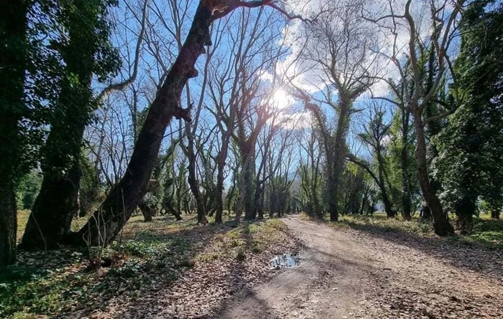 platania6.jpg platania6.jpg