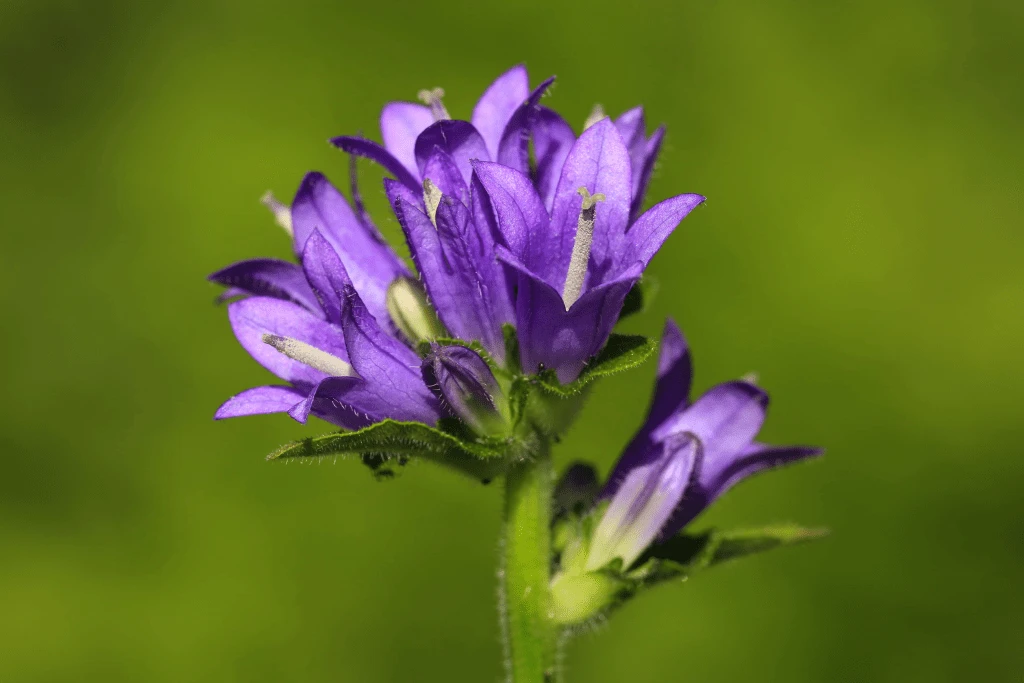 campanula-pangea-kampanoula-toy-paghghaioy-kostas-vidakis.png