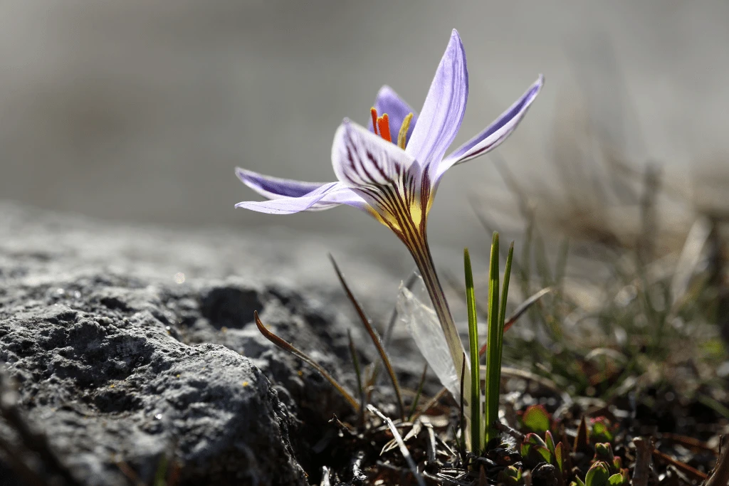 crocus-orphei-krokos-toy-orfea-kostas-vidakis.png