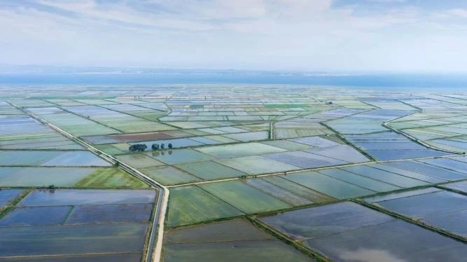 Φωτογραφία από ορυζώνες στη Χαλάστρα 