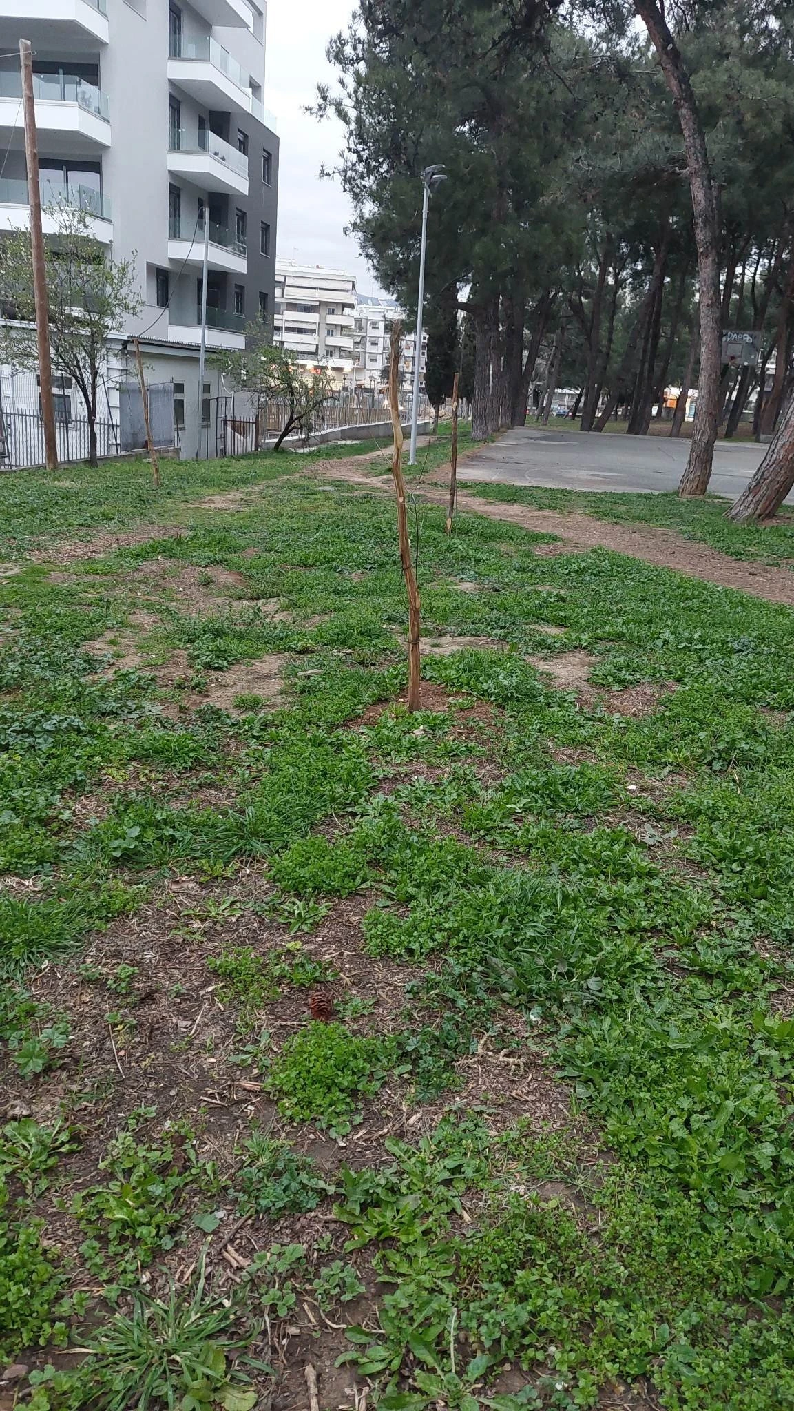 parko-nea-elvetia-kopes-dentron-nea-dentra3.jpg?v=0