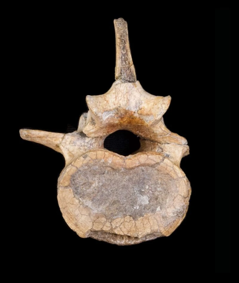 04morotopithecusvertebra.jpg
