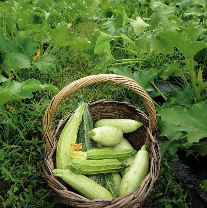rediviva-cucina-povera13.jpg rediviva-cucina-povera13.jpg