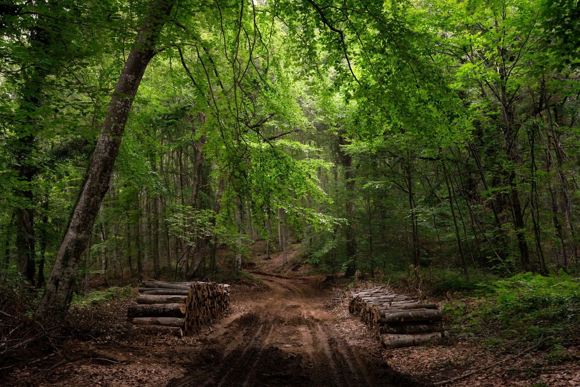 ellinikos-xrisos-dasos-varvaras.jpg?v=0