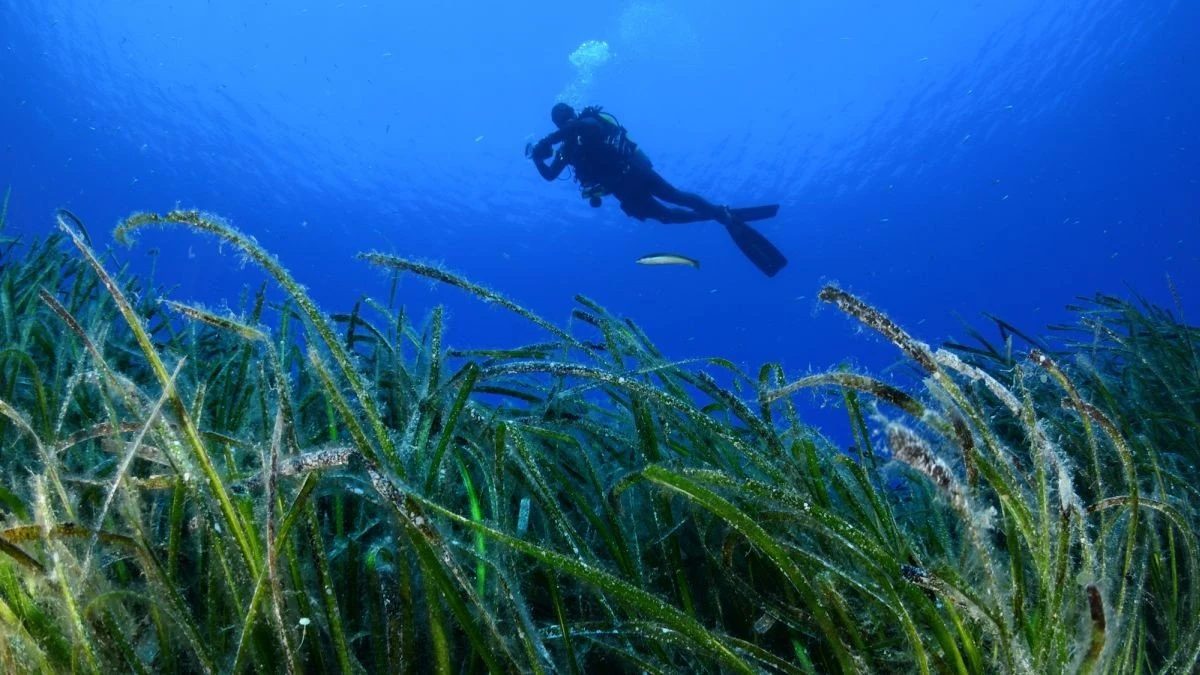 poseidonia-fyta-mesofeios-aigaio-thalassa-vythos-dytis-dutis.jpg