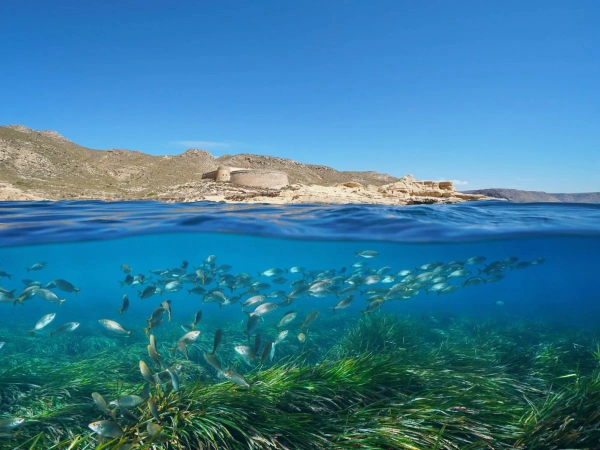 Πηγή: https://www.travel.gr/wp-content/uploads/webp/2021/11/poseidonia_oceanica.webp