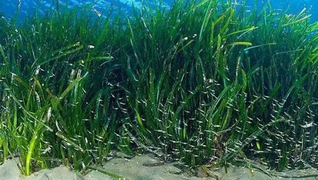 Πηγή: https://i0.wp.com/dasarxeio.com/wp-content/uploads/2017/02/img_2835-e1487419664410.jpg?fit=520%2C294&ssl=1