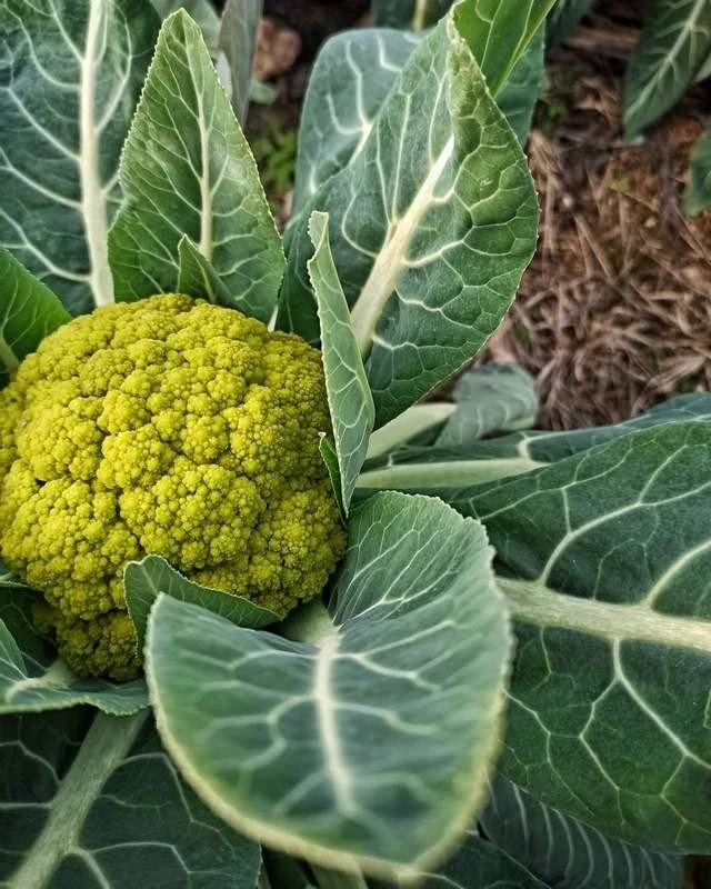 zarzavat5.jpg zarzavat5.jpg