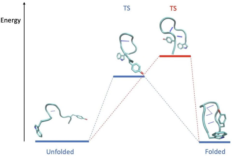 Σχεδιάγραμμα που αποτυπώνει το μονοπάτι αναδίπλωσης της πρωτεΐνης κιγνολίνης (chignolin). Αριστερά και δεξιά απεικονίζονται οι συνήθειες δομές της αποδιπλωμένης (μη λειτουργικής) και διπλωμένης (λειτουργικής) πρωτεΐνης, αντίστοιχα. Στο κέντρο οι σπάνιες μεταβατικές δομές (TS), όπου η αριστερά αποτελεί πρόβλεψη από απλή υπολογιστική προσομοίωση μοριακής δυναμικής και δεξιά η ακριβής σπάνια δομή, η οποία σχημάτιζε περισσότερους δεσμούς υδρογόνου, όπως προκύπτει από τη μεθοδολογία που προτείνεται στο άρθρο.
