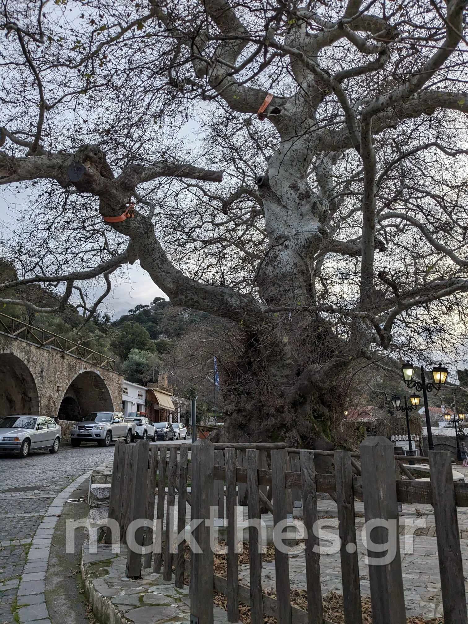 geroplatanos-krasi-1.jpg geroplatanos-krasi-1.jpg