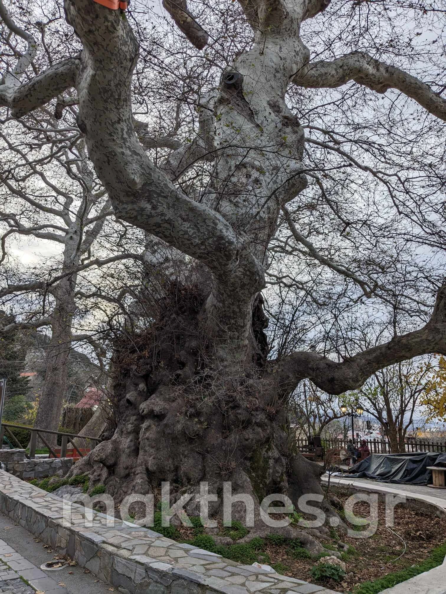 geroplatanos-krasi.jpg geroplatanos-krasi.jpg