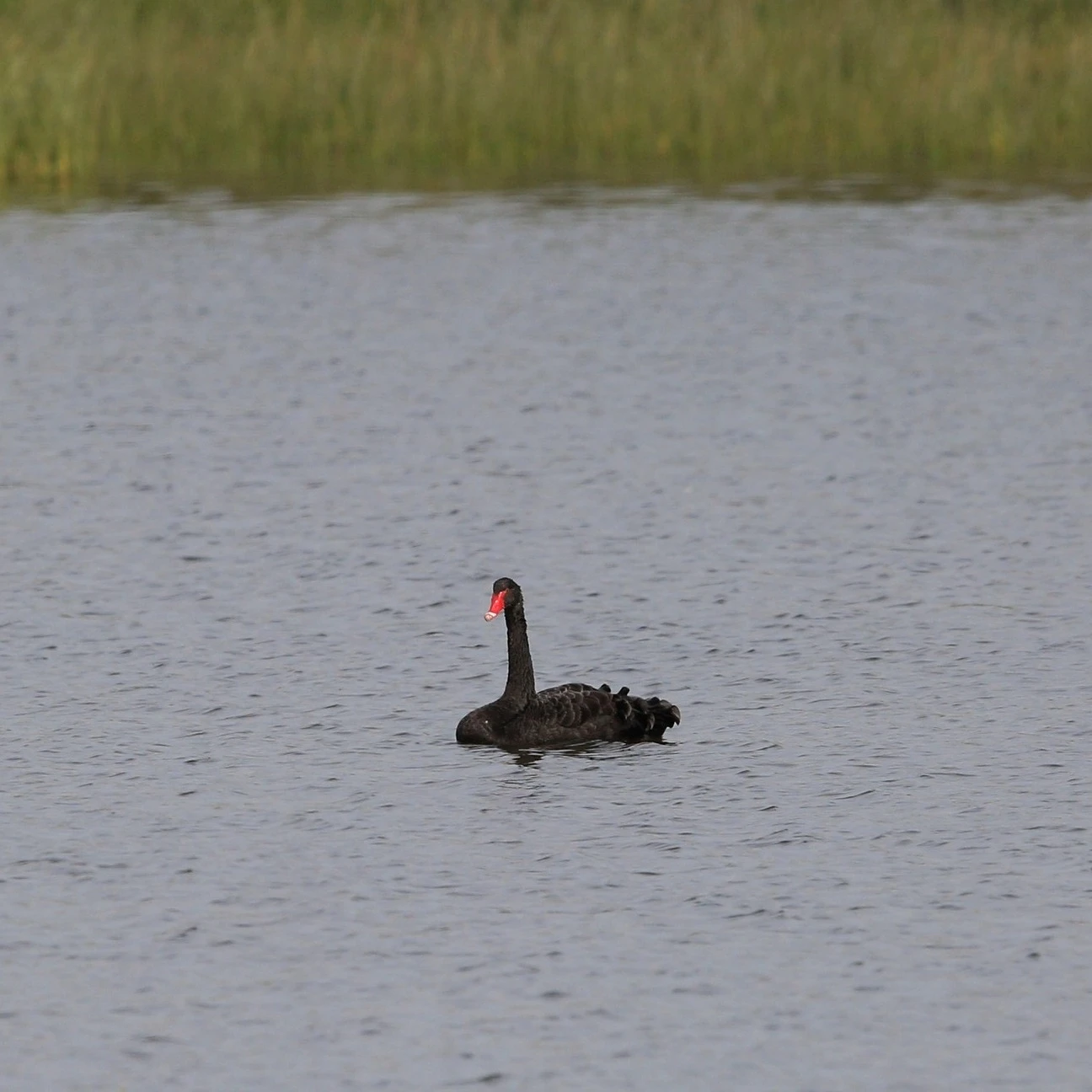 black-swan.jpg
