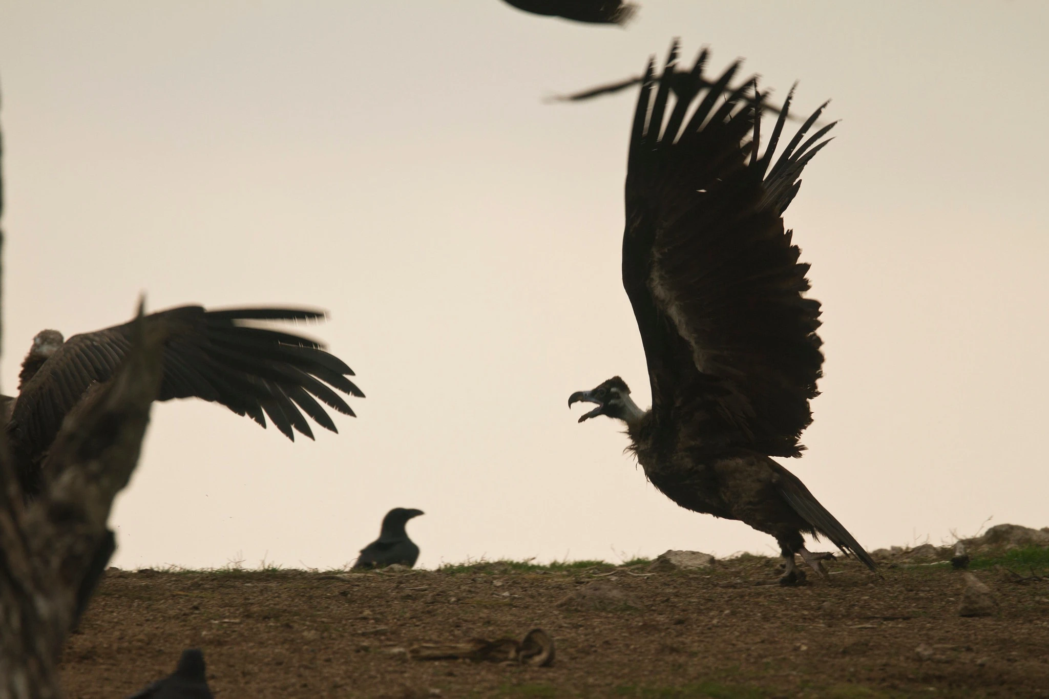 mavrogypes.jpg mavrogypes.jpg