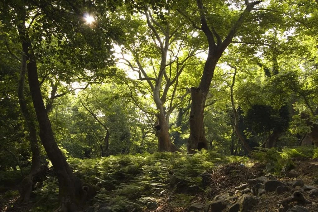 dasos-agria-panida-xlorida.jpg?v=0