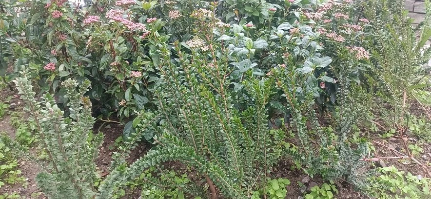 8-fyteyseis-se-parteria.jpg?v=0