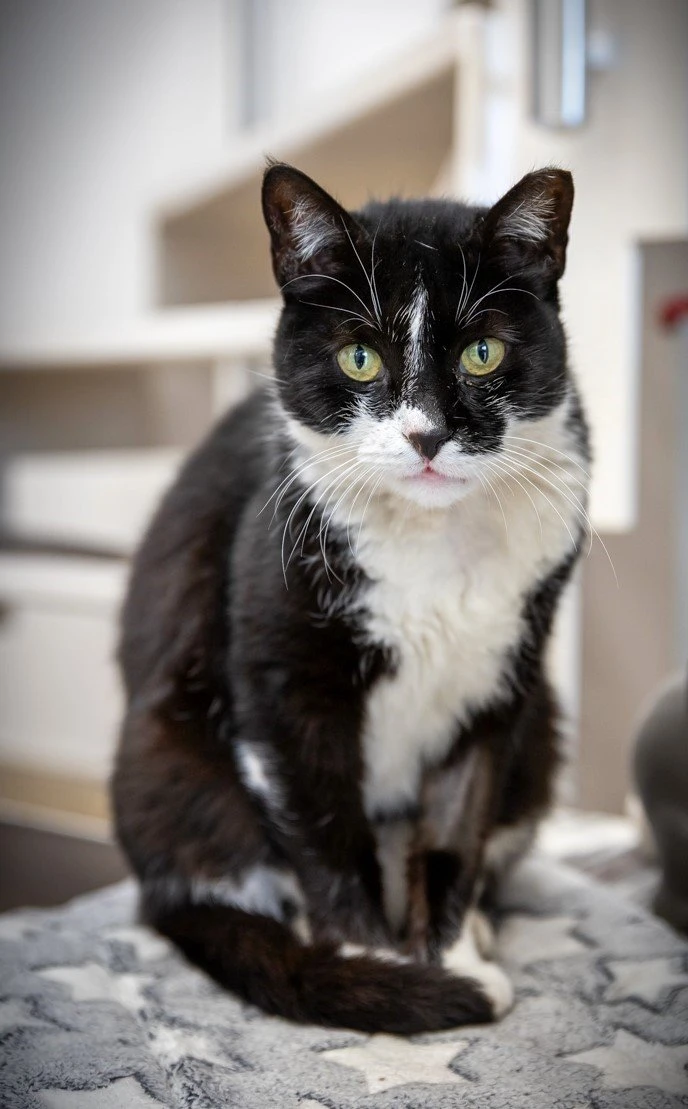 arte-capelli24.jpg?v=0