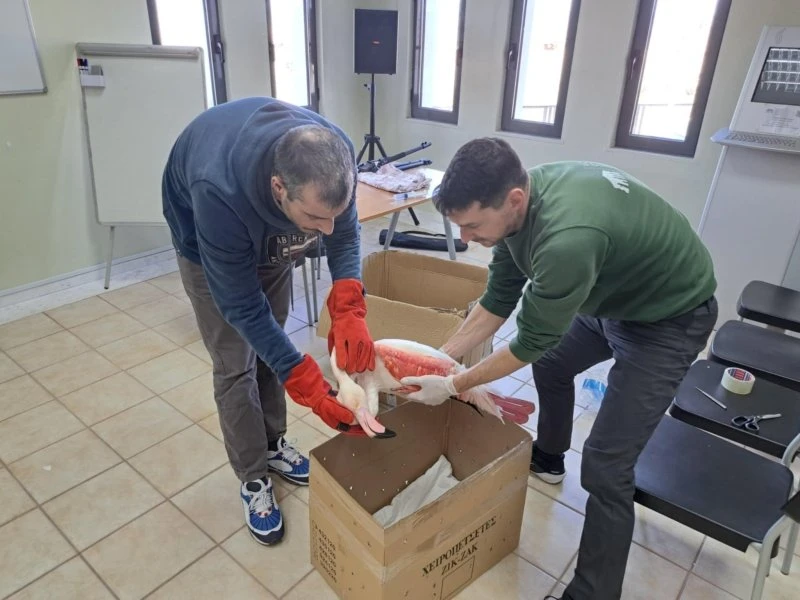 Στρατής Ζγουρνιός