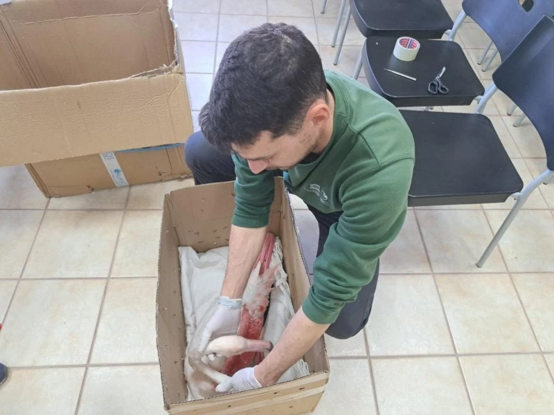 Στρατής Ζγουρνιός