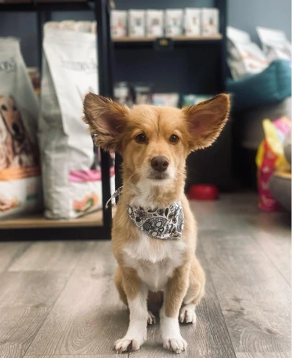 peaky-paws18.jpg?v=0