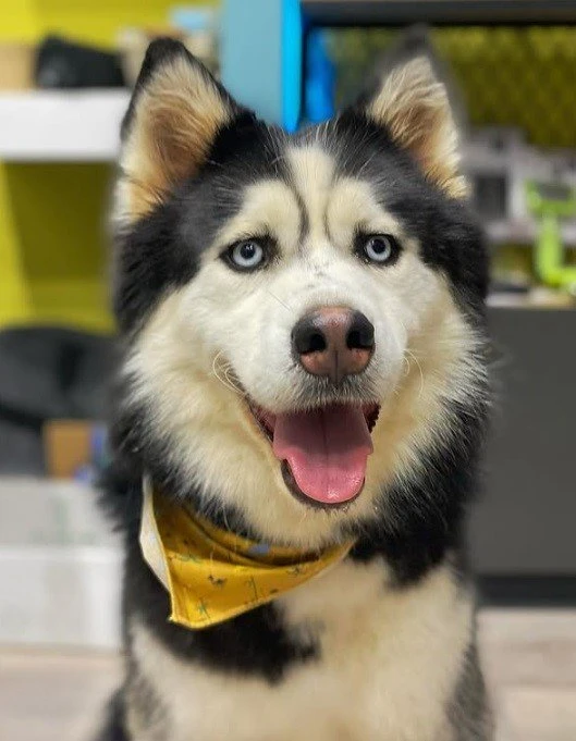 peaky-paws19.jpg?v=0