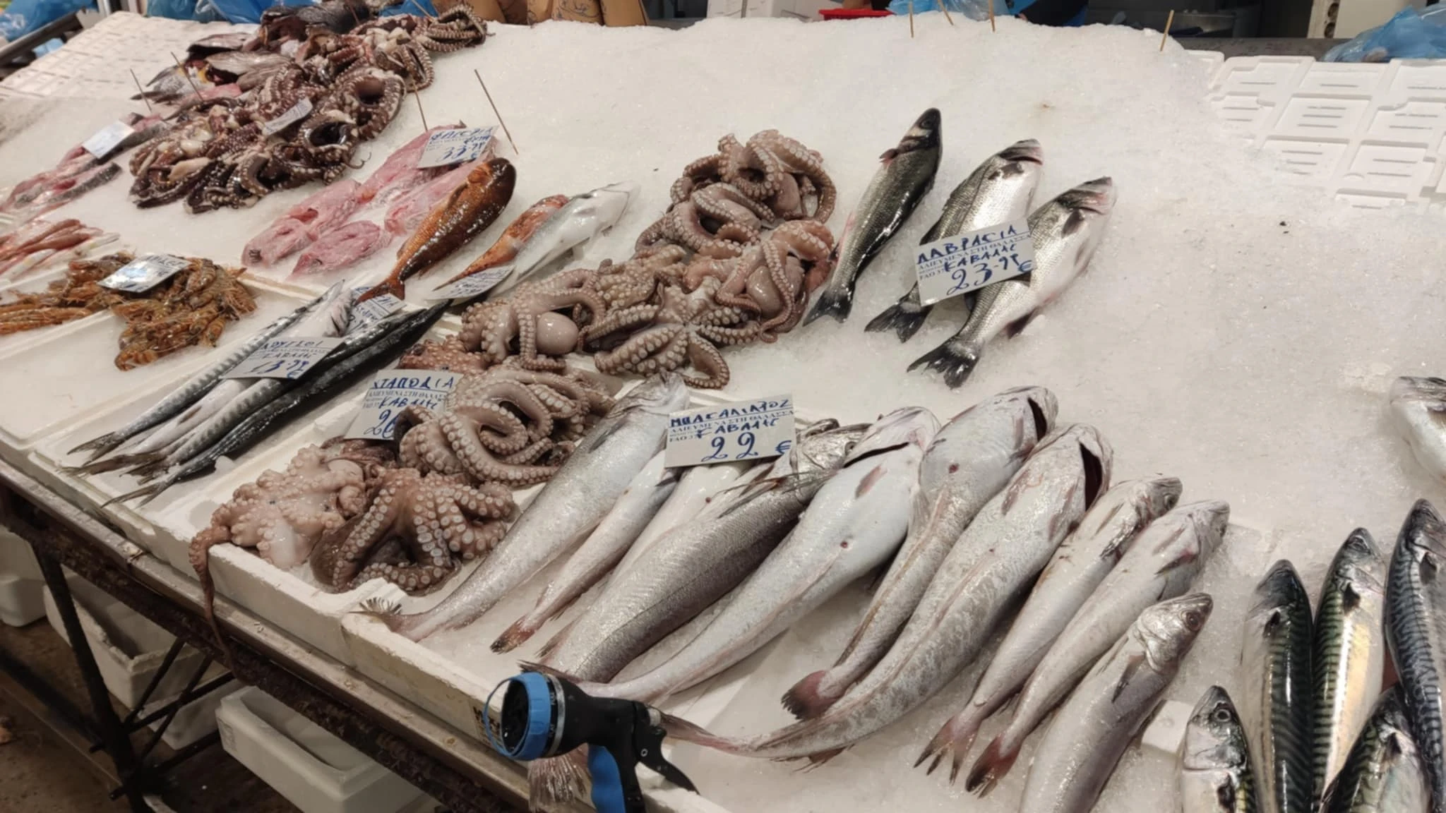 c626383c-03f2-4dbd-bb62-ae303aa58968.jfif?v=0