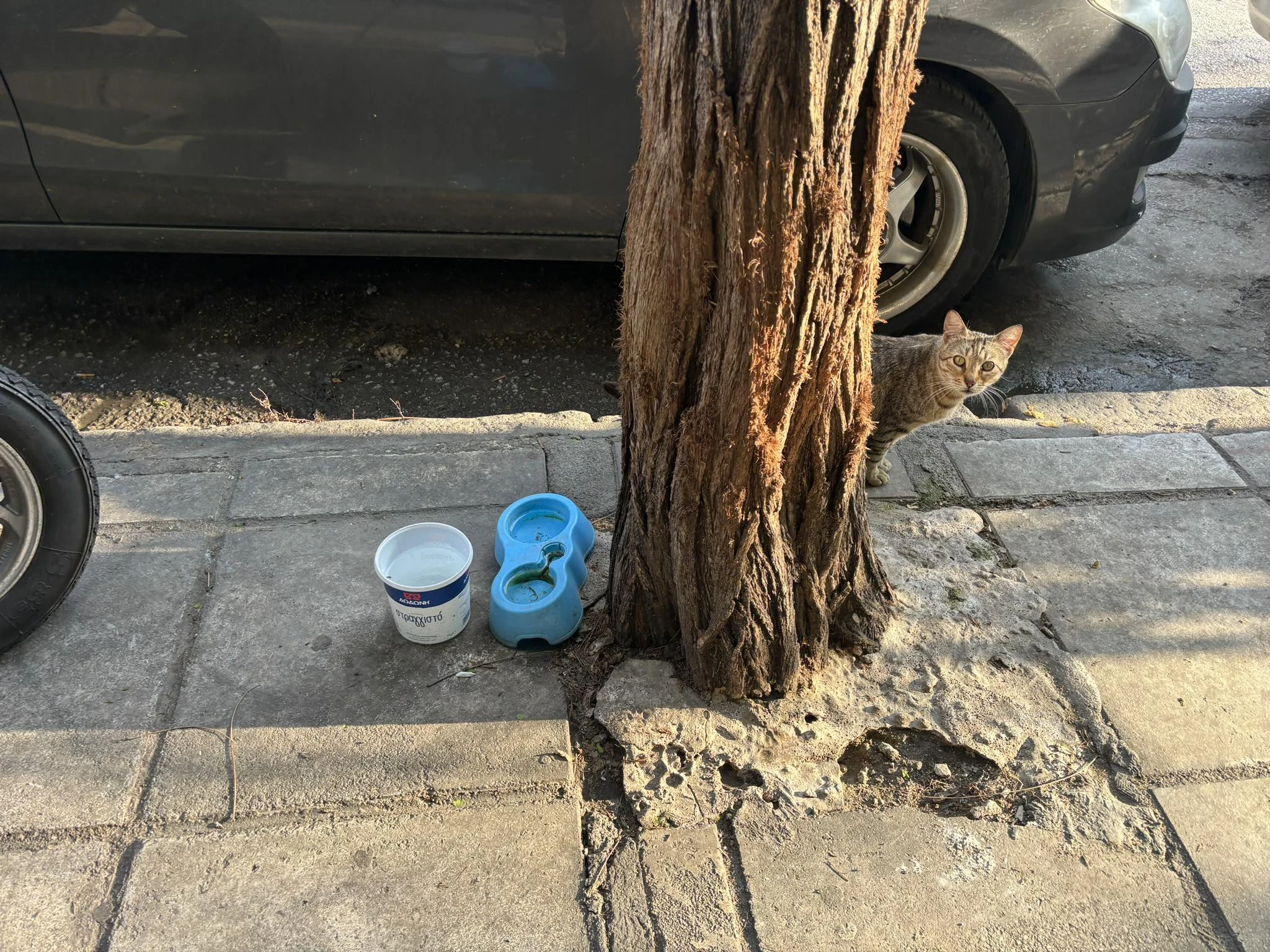 adespota-zwa-3.jpg?v=0