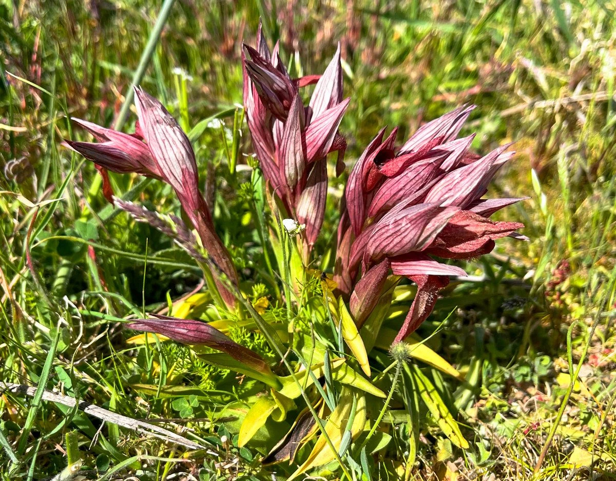 mitilini-orchidees1.jpg mitilini-orchidees1.jpg