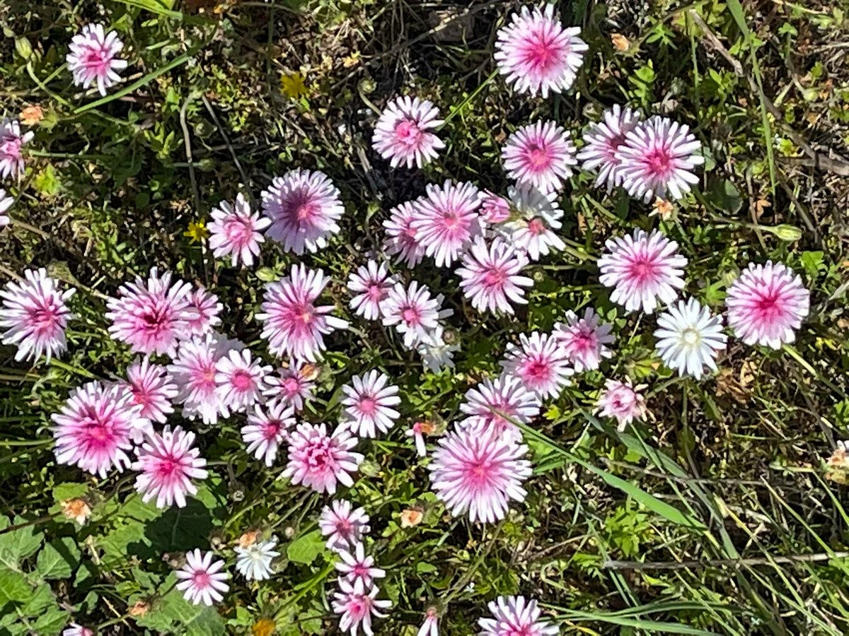 mitilini-orchidees2.jpg mitilini-orchidees2.jpg