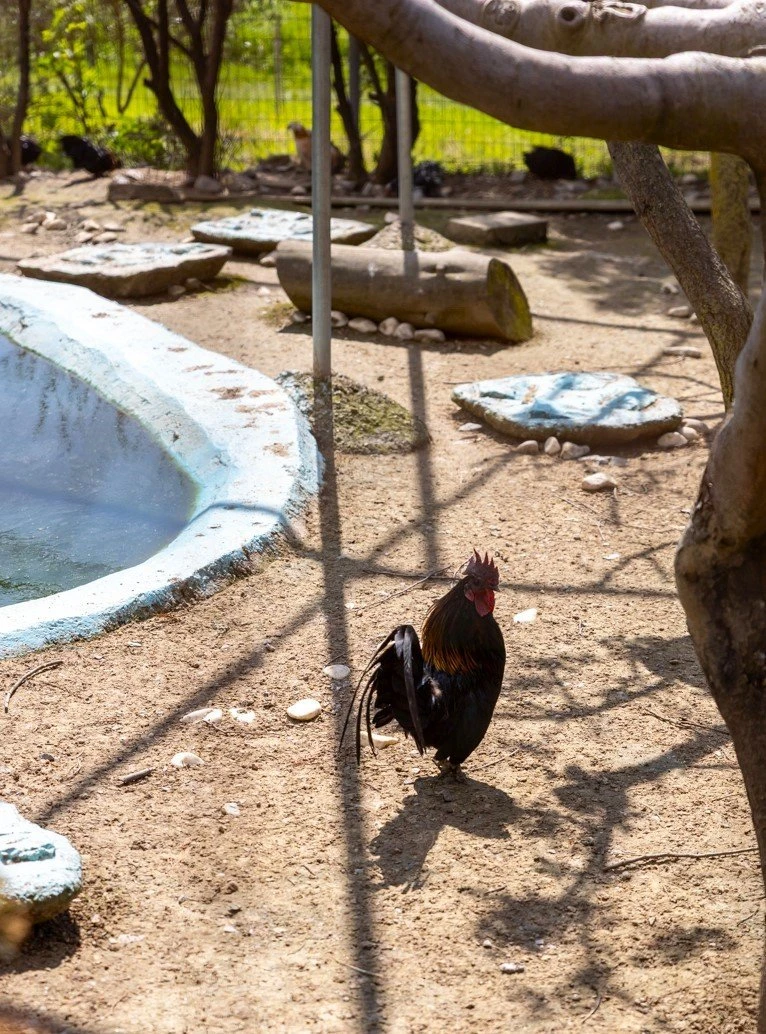 to-scholio-tis-fysis20.jpg?v=0