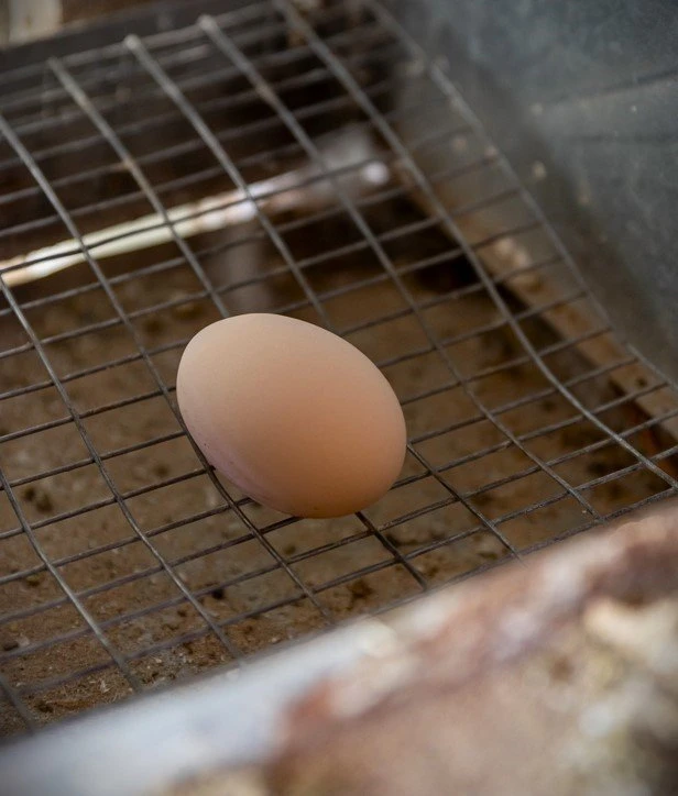 to-scholio-tis-fysis21.jpg?v=0