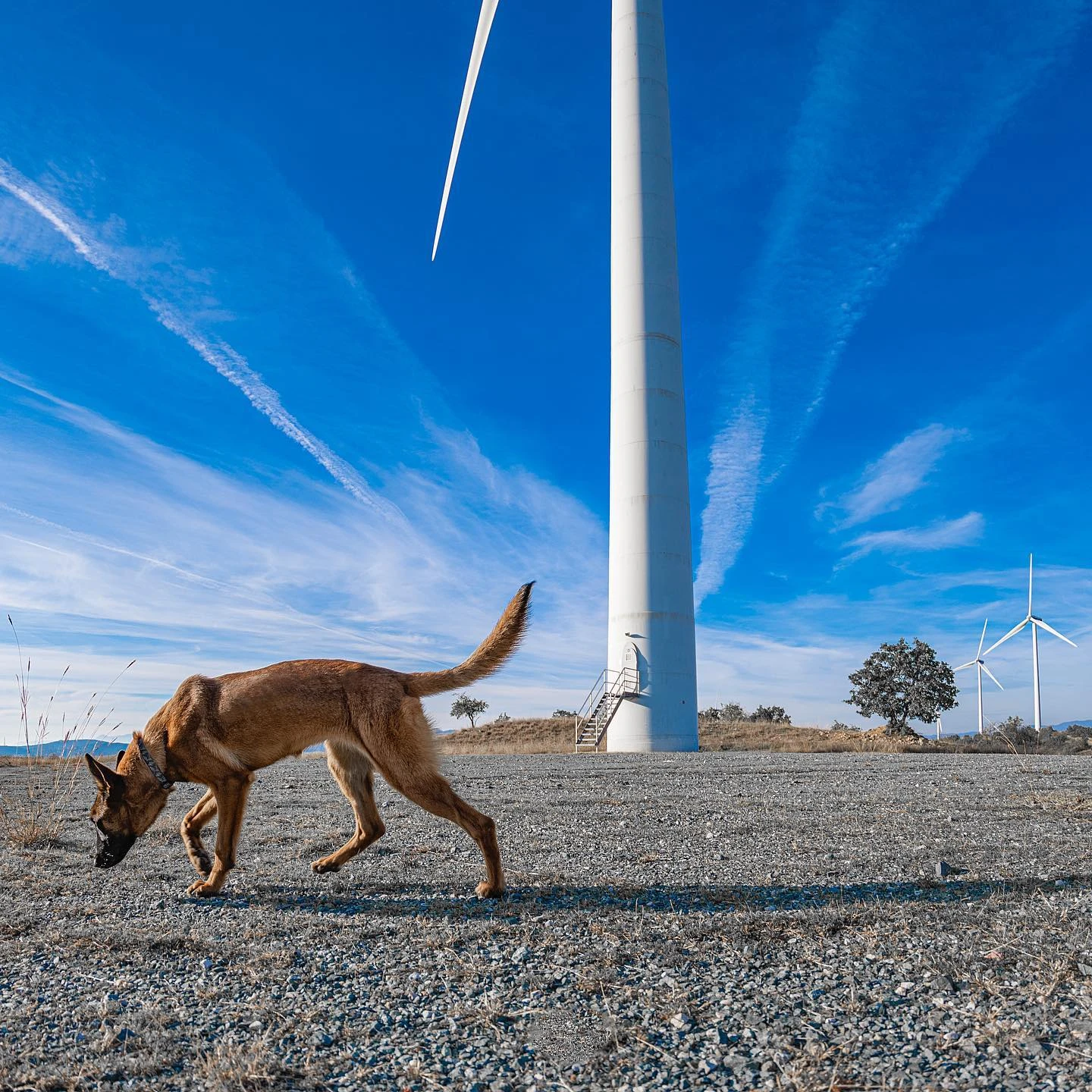 471276333-916211053851357-1726190507558912186-n.jpg?v=0