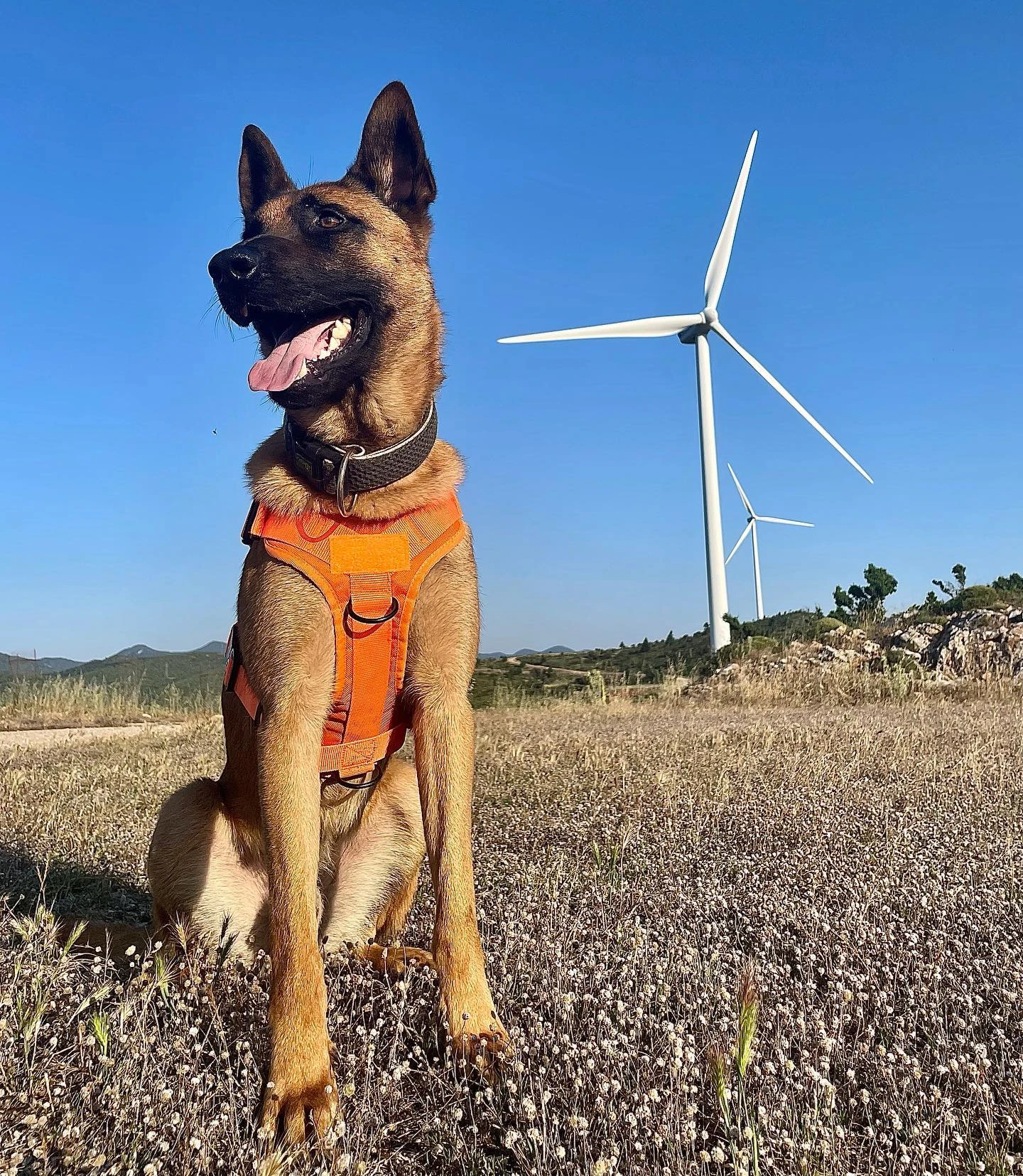 480771564-655726290188204-2237288910171821363-n.jpg?v=0