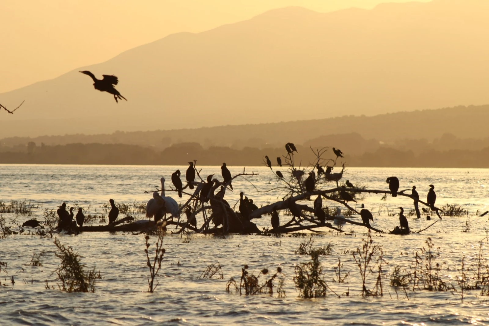 giorti-tis-miteras-4.jpg?v=0 giorti-tis-miteras-4.jpg?v=0