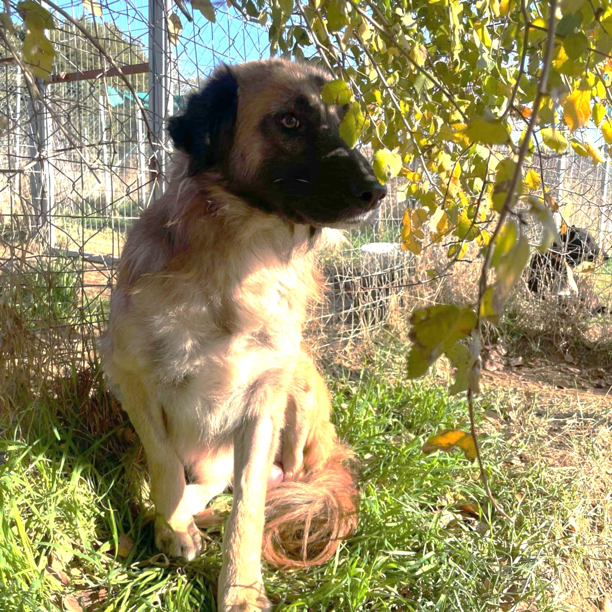 iothesiaskylu1.jpg?v=0