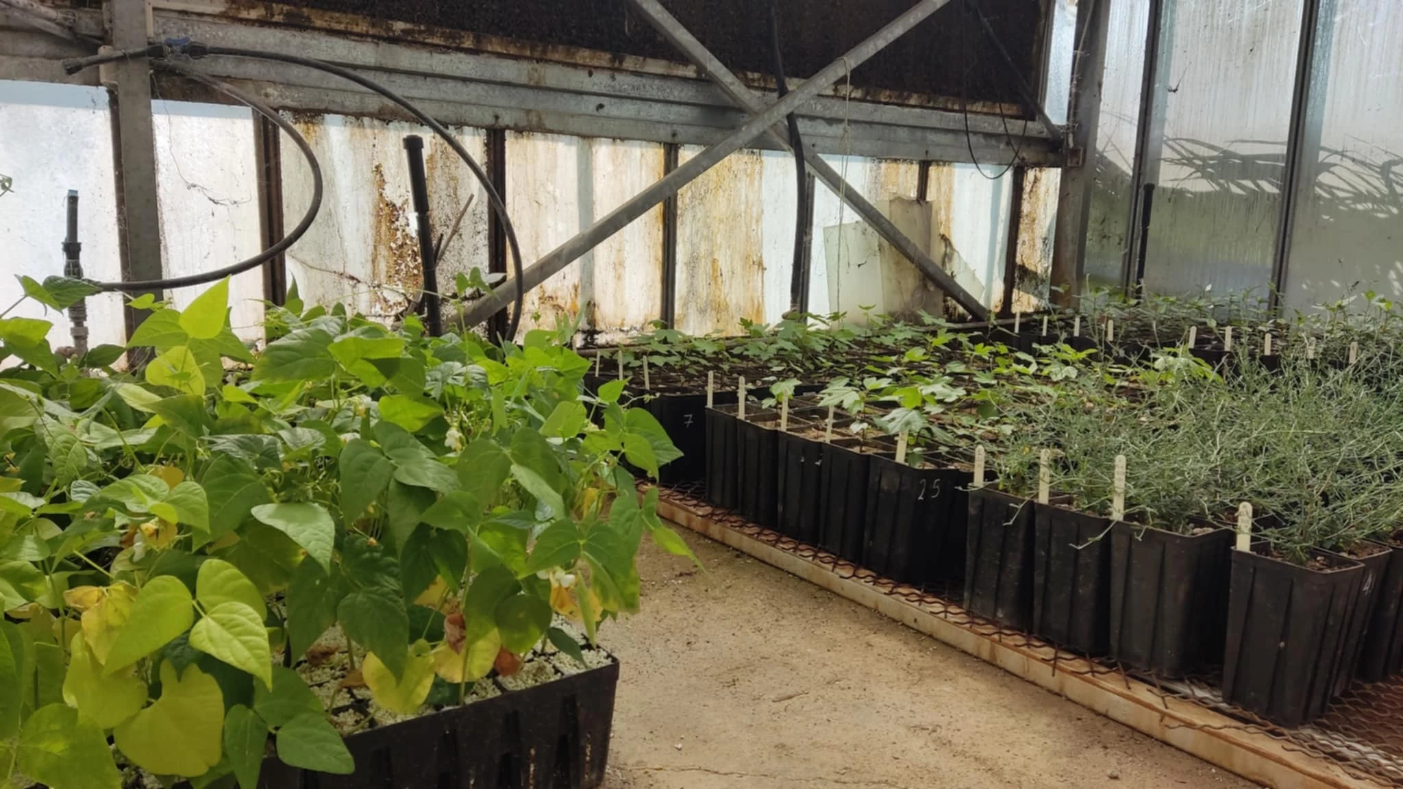 Τα φυτά από τα πειράματα των φοιτητών 