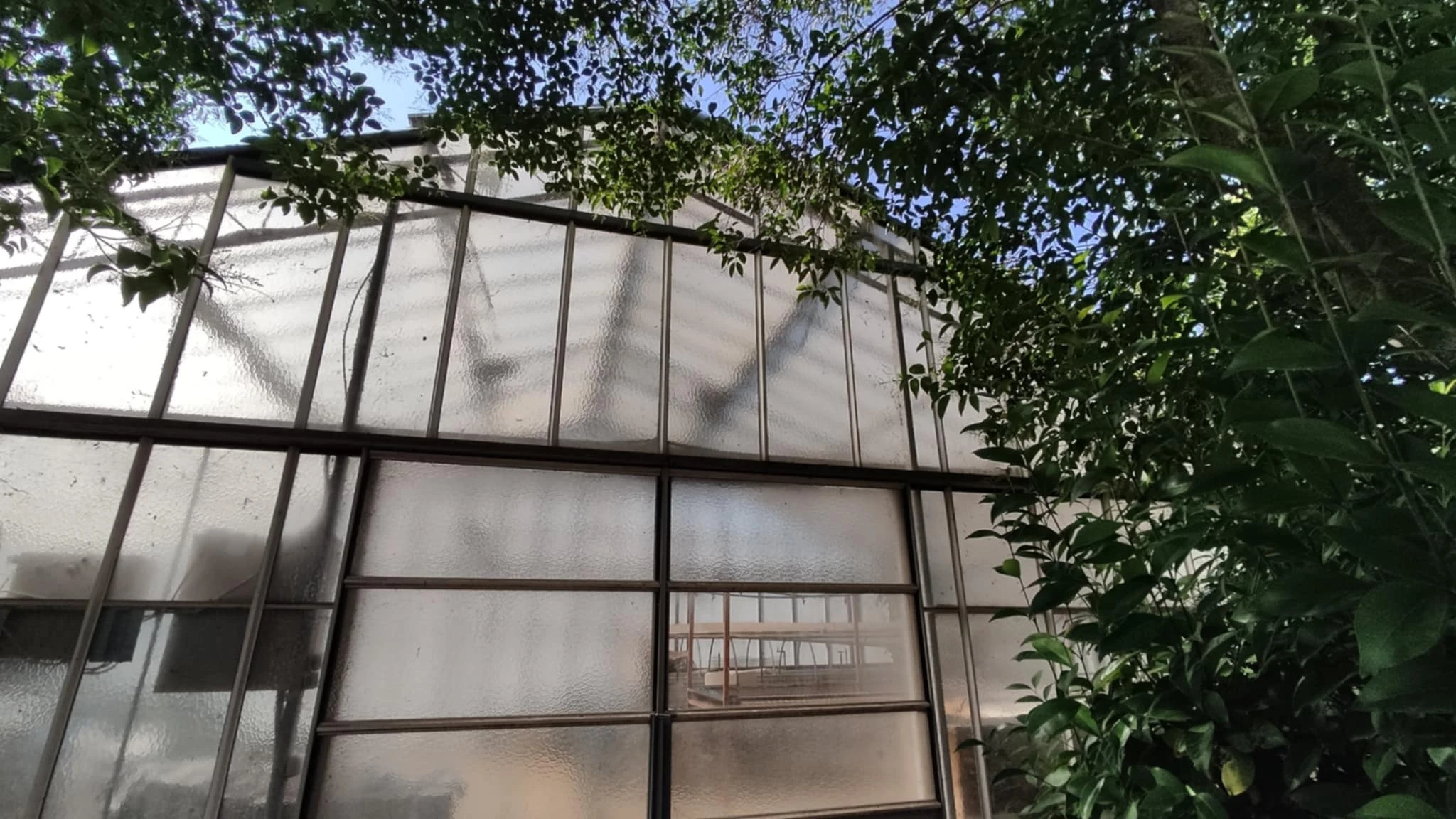 Το θερμοκήπιο του τμήματος Δασολογίας και Φυσικού Περιβάλλοντος όπου αναπτύσσονται τα φυτά 