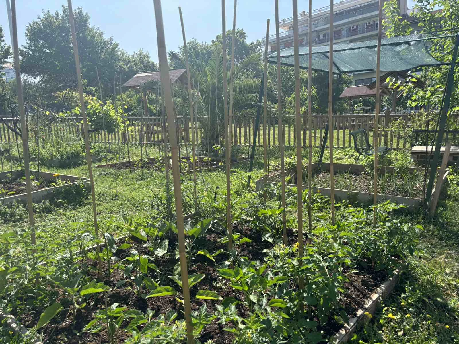 astikos-ampelonas8.jpg?v=0