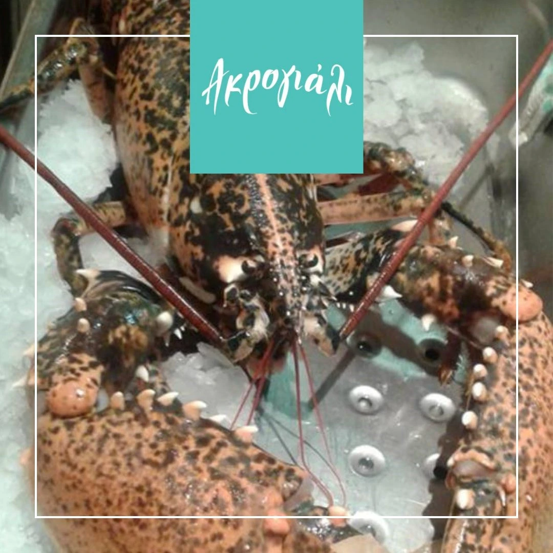 akroghiali21.jpg?v=0