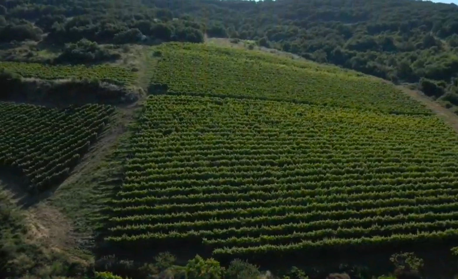 o-italos8.jpg?v=0 o-italos8.jpg?v=0