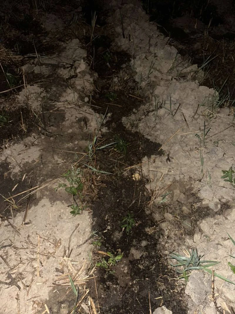 dendryllia2.jpg dendryllia2.jpg