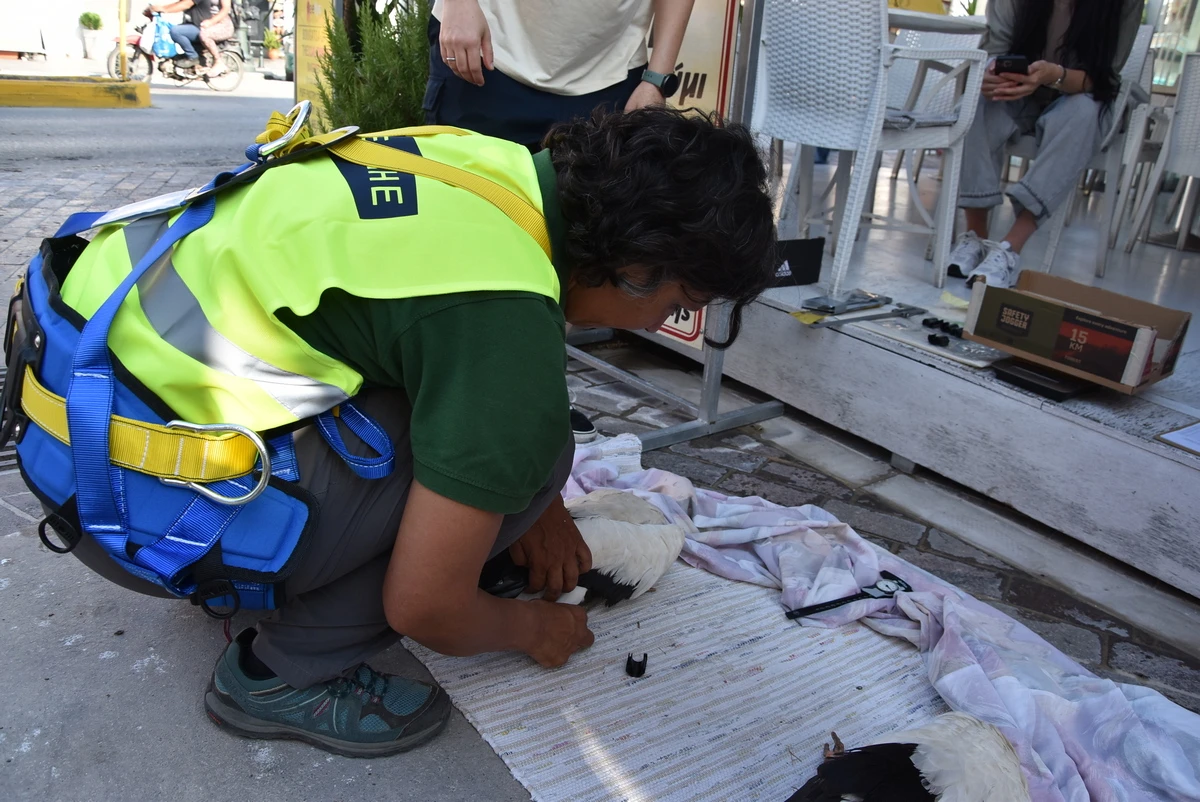 pelargoi-daktylioi3.JPG?v=0