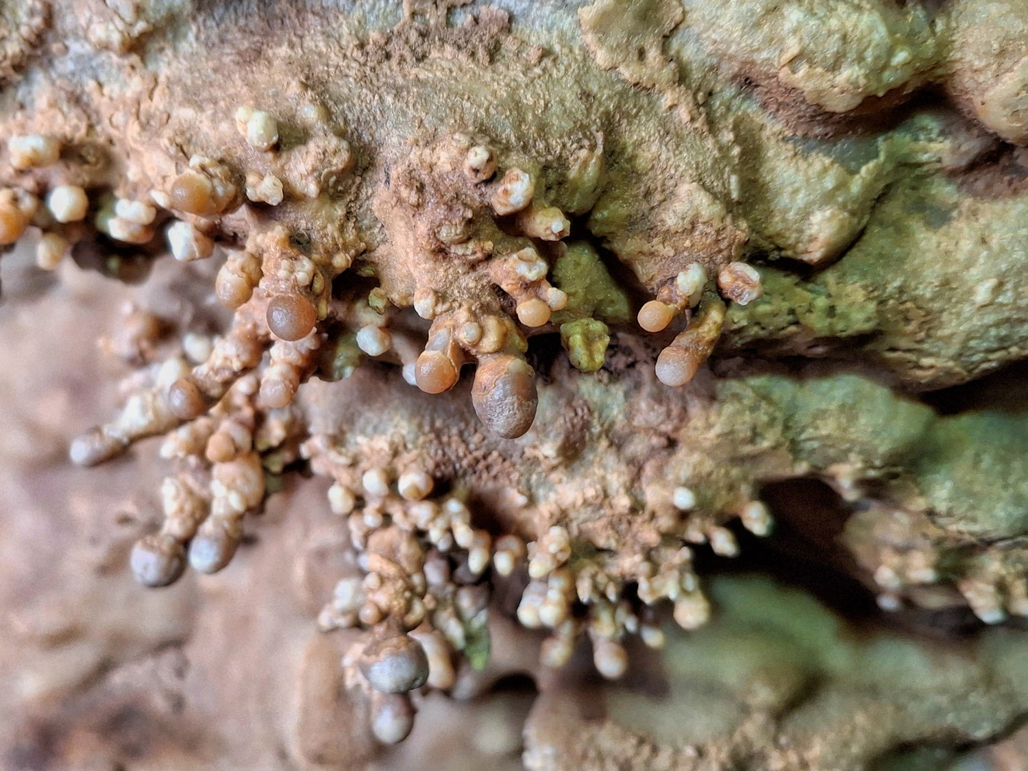 spilaio-IQEQ2.jpg?v=0