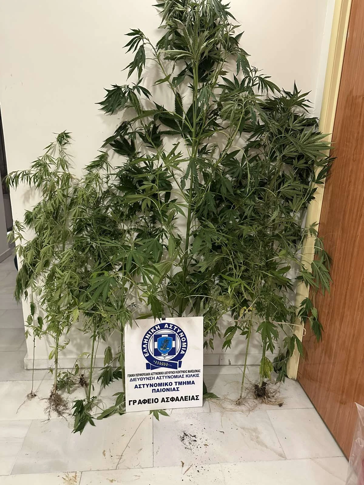 kataschesi-dendrillion-kannavis-at-paionias.jpg?v=0 kataschesi-dendrillion-kannavis-at-paionias.jpg?v=0